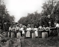 Apple pickers, Knight orchard